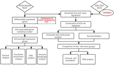 Development and validation of a model based on immunogenic cell death related genes to predict the prognosis and immune response to bladder urothelial carcinoma